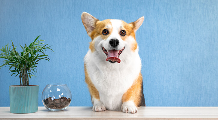 Heartworm Prevention