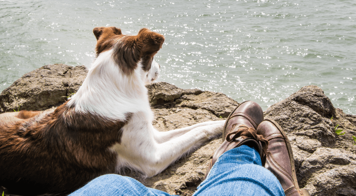 Wellness Care for Dogs